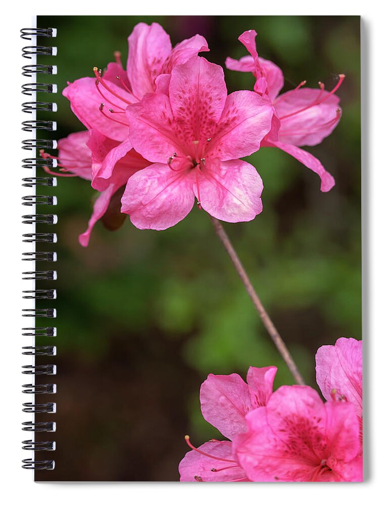 Flower Spiral Notebook featuring the photograph Pink Azaleas by Dawn Cavalieri
