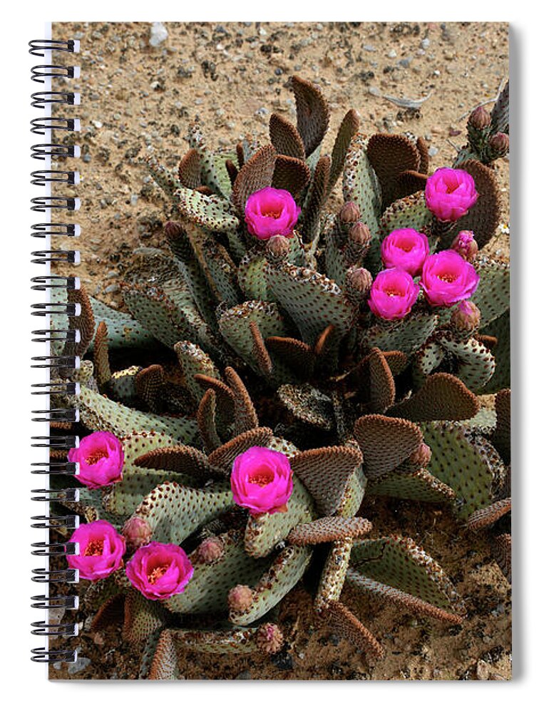 Denise Bruchman Photography Spiral Notebook featuring the photograph Pink Beavertail Cactus Flowers by Denise Bruchman
