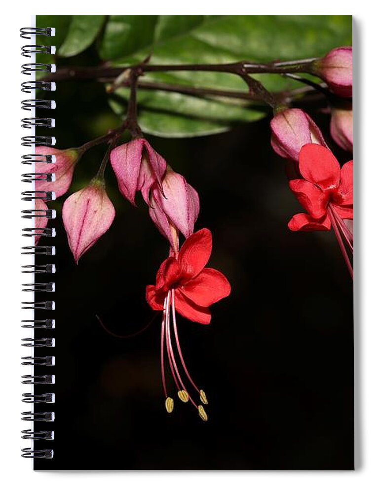 Red Bleeding Heart Spiral Notebook featuring the photograph Pink Bleeding Heart 2 by Mingming Jiang