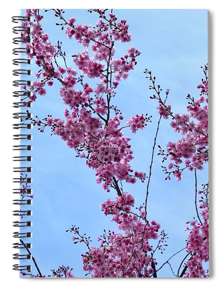 Cherry Blossoms Spiral Notebook featuring the photograph Pink Branches #1 by Stefania Caracciolo