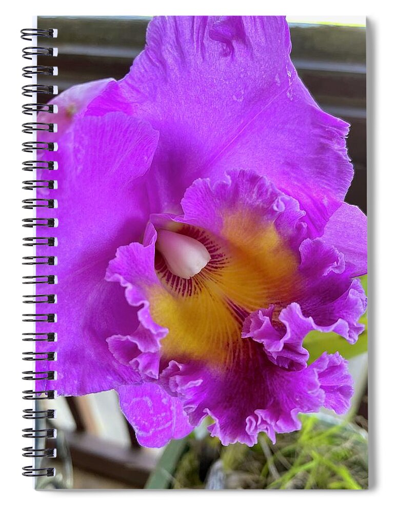 Pink Cattelaya Orchid Spiral Notebook featuring the photograph Pink Cattelaya orchid by Lehua Pekelo-Stearns