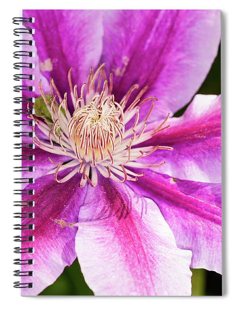 Clematis Spiral Notebook featuring the photograph Pink Clematis Flower Photograph by Louis Dallara