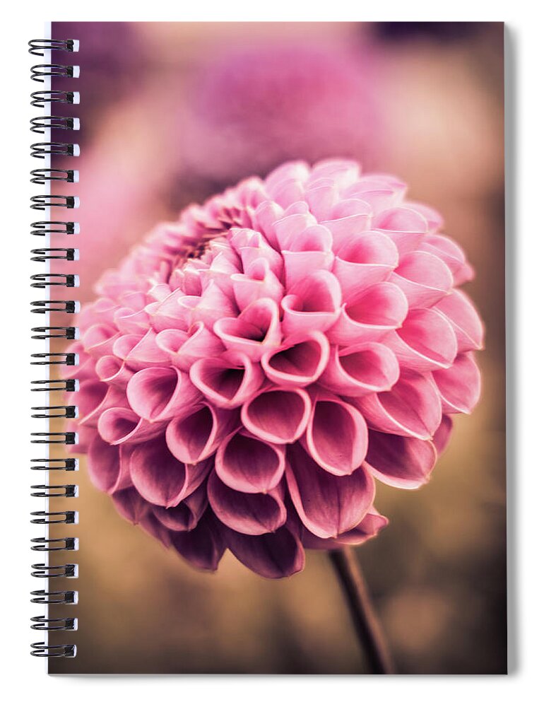 Dahlia Spiral Notebook featuring the photograph Pink Dahlia by Kevin Schwalbe