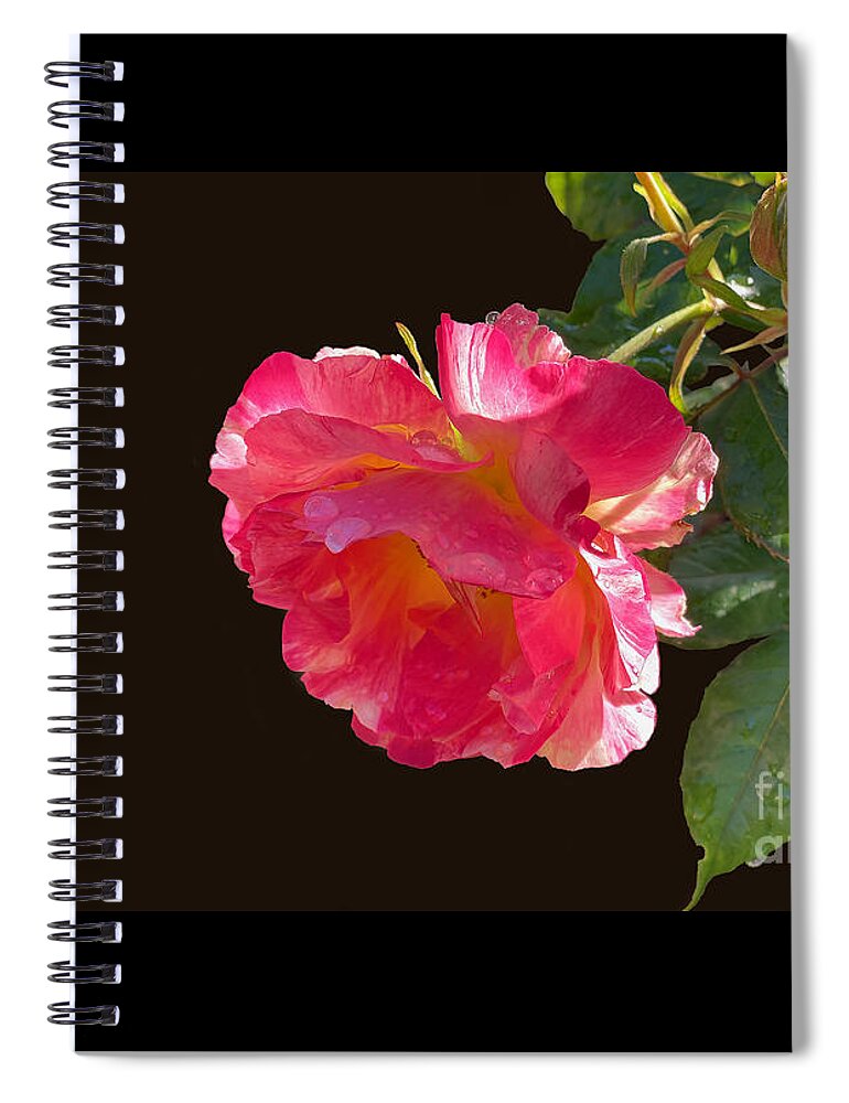 Roses Spiral Notebook featuring the photograph Pink Disney Rose out of black by Brian Watt