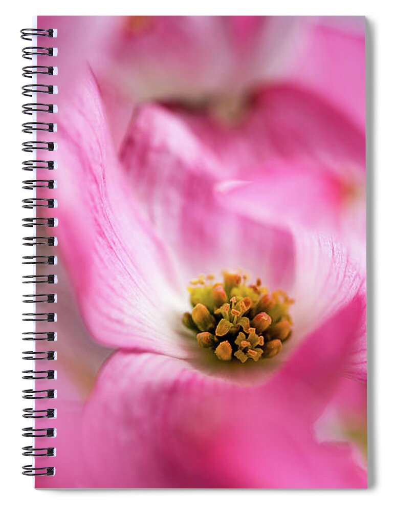 Pink Spiral Notebook featuring the photograph Pink Dogwood Tree in Bloom by Ada Weyland