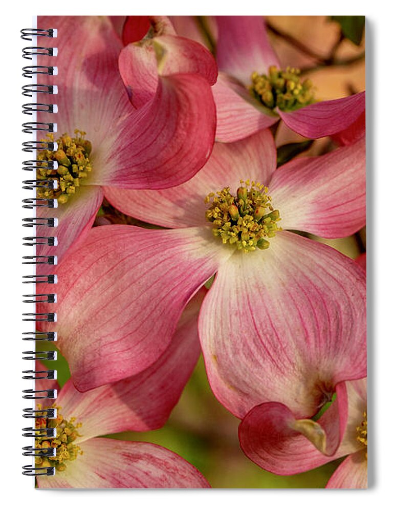 Dogwoods Spiral Notebook featuring the photograph Pink Dogwoods by Lynn Hopwood