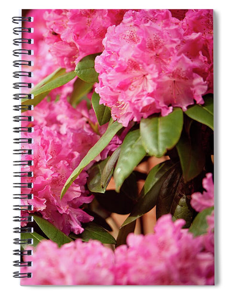 Flowers Spiral Notebook featuring the photograph Pink Flower Clusters by Rich S