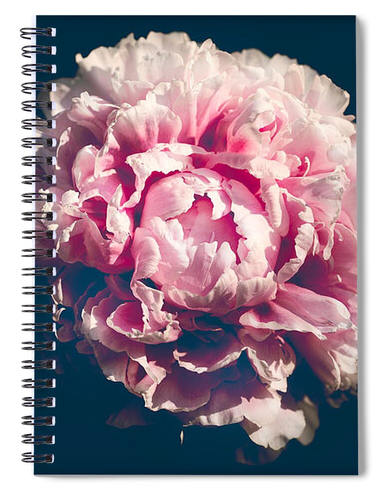 Flower Spiral Notebook featuring the photograph Pink Flower Portrait by Carrie Hannigan