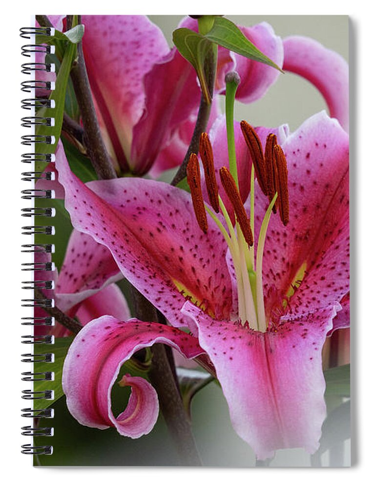 Floral Spiral Notebook featuring the photograph Pink Flowers Blurred Background O Seixo Mugardos Galicia by Pablo Avanzini