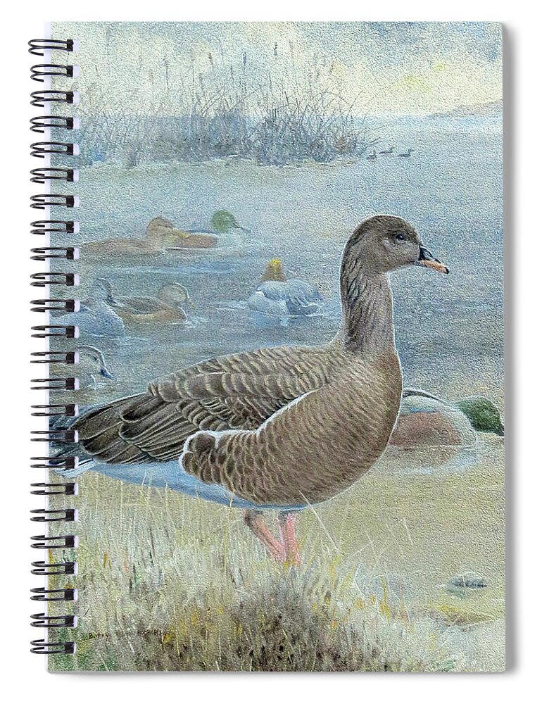 Pink-footed Goose Spiral Notebook featuring the painting Pink-footed Goose by Barry Kent MacKay
