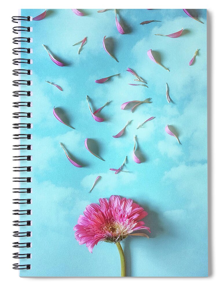 Background Spiral Notebook featuring the photograph Pink Gerbera Losing Petals by Carlos Caetano