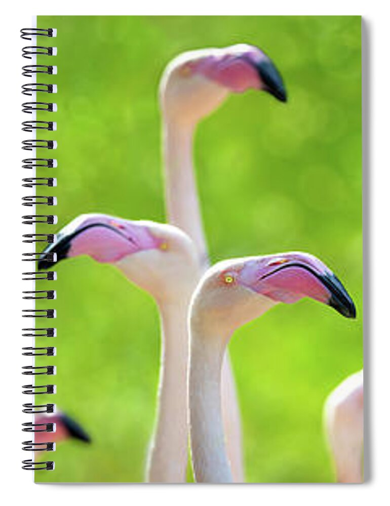 Bird Spiral Notebook featuring the photograph Pink greater flamingoes social media banner by Jane Rix