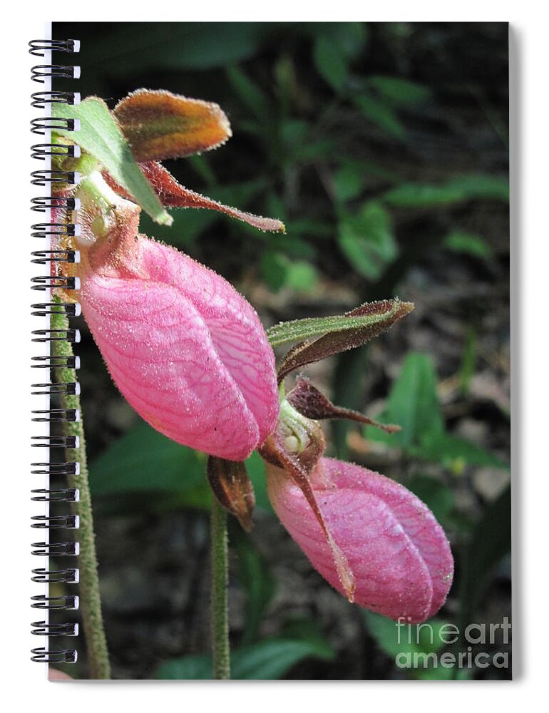 Lady Slippers Spiral Notebook featuring the photograph Pink Lady Slippers by Anita Adams