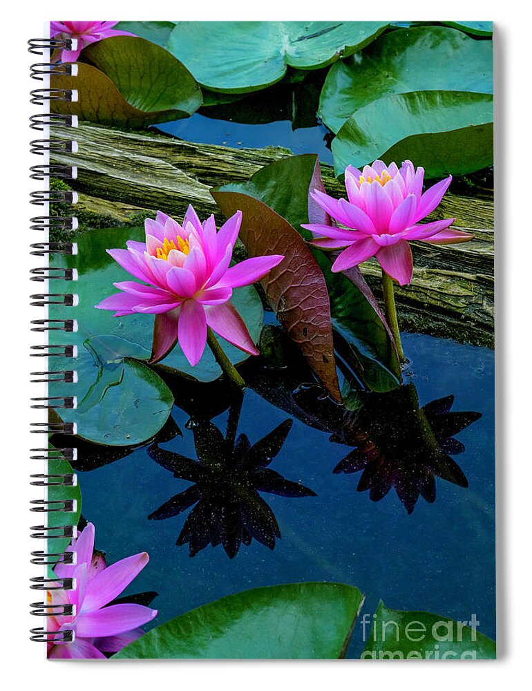 Mcguire Lake Spiral Notebook featuring the photograph Pink Lilies by Michael Wheatley