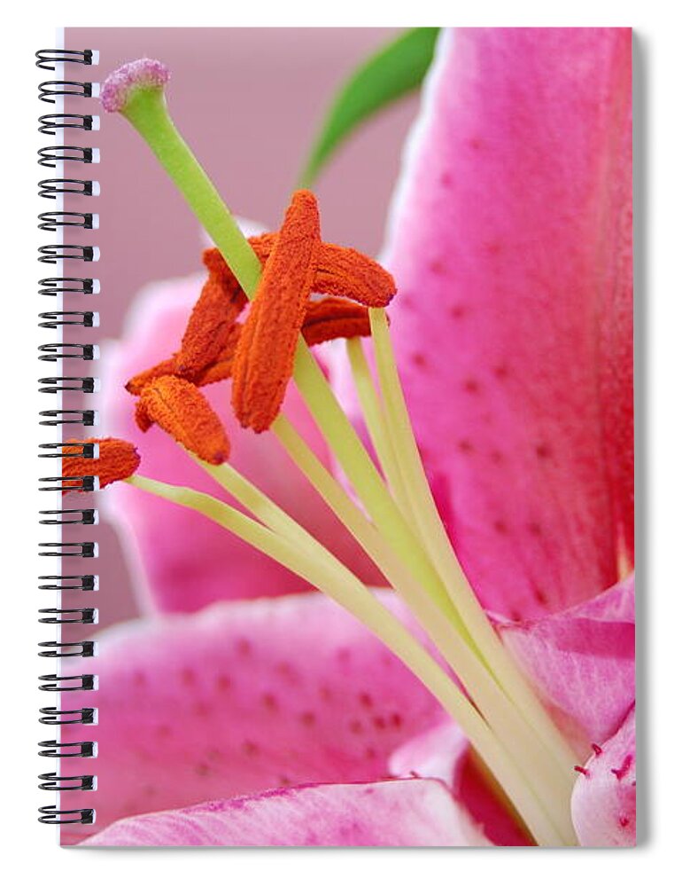 Lily Spiral Notebook featuring the photograph Pink Lily 4 by Amy Fose