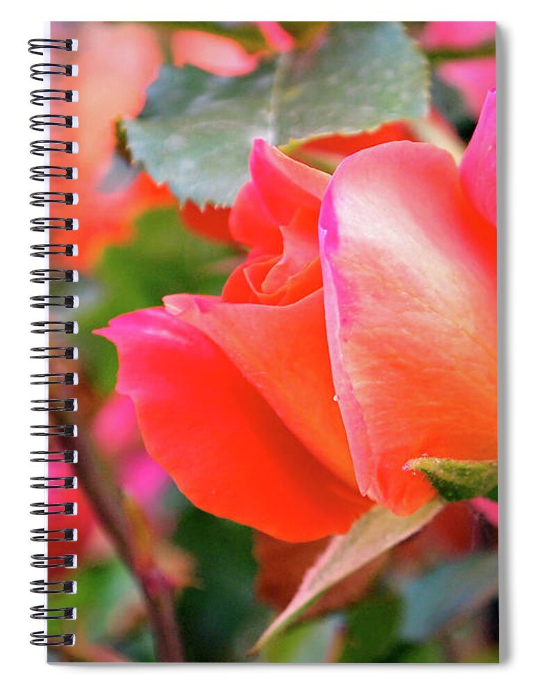 Rose Spiral Notebook featuring the photograph Pink Orange Hybrid by Rona Black