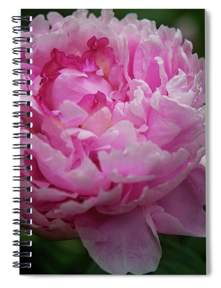 Peony Spiral Notebook featuring the photograph Pink Peony by Toni Hopper