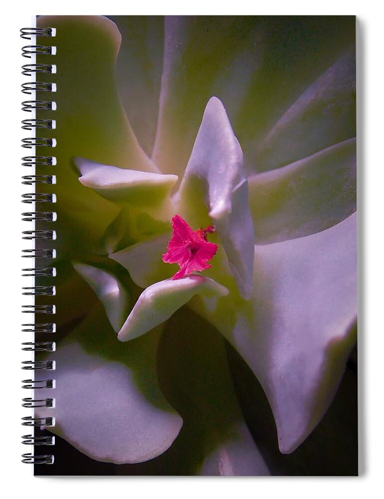 - Pink Petal On A Succulent Spiral Notebook featuring the photograph - Pink Petal on a Succulent by THERESA Nye