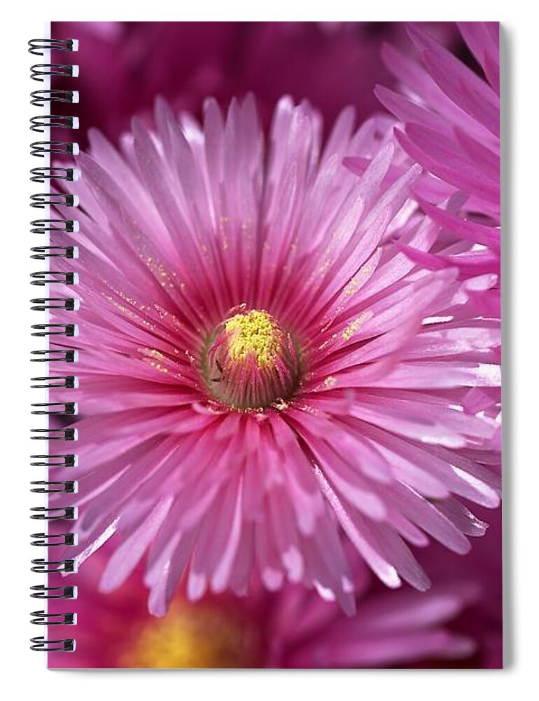 Pigface Plant Spiral Notebook featuring the photograph Pink Pigface Flowers by Joy Watson