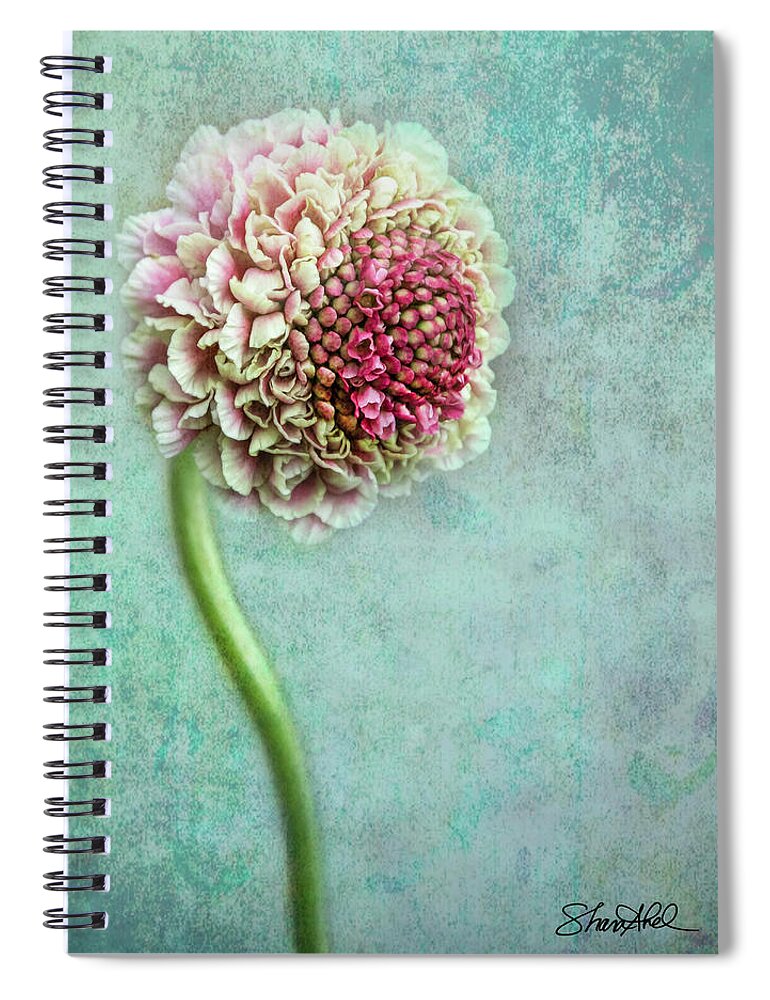 Flowers Spiral Notebook featuring the photograph Pink Pincushion by Shara Abel