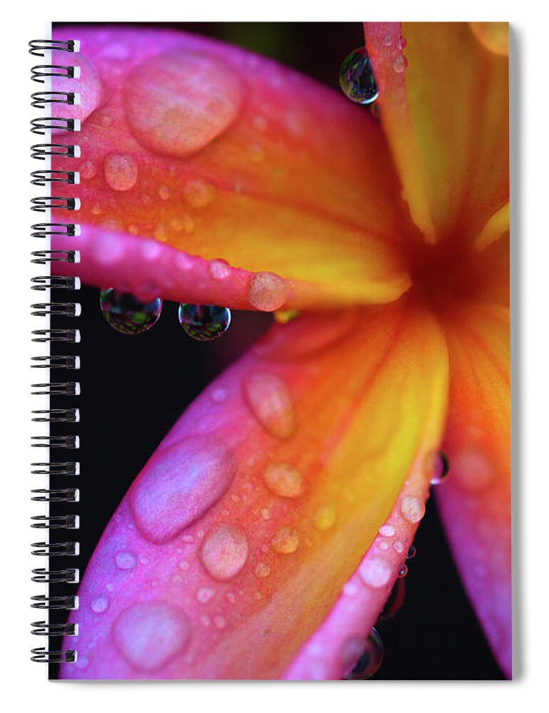 Plumeria Spiral Notebook featuring the photograph Pink Plumeria by Christopher Johnson