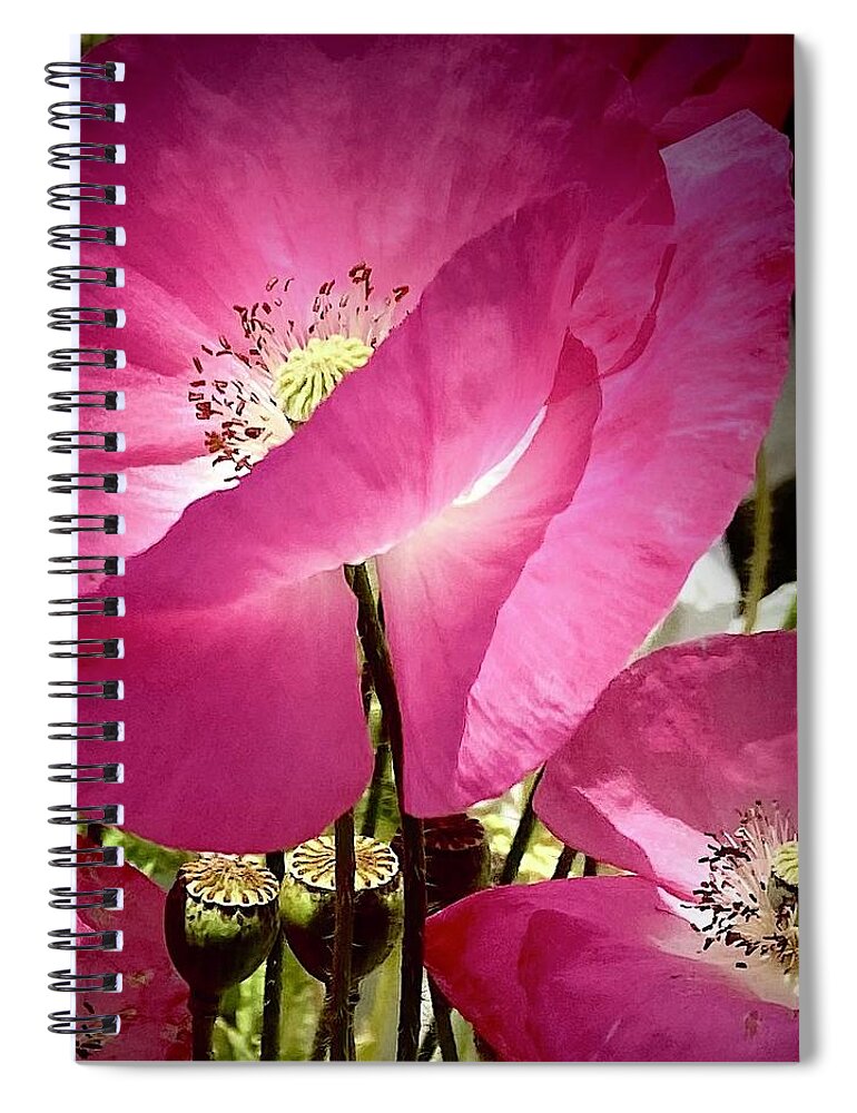 Poppies Spiral Notebook featuring the photograph Pink Poppies by Daniele Smith