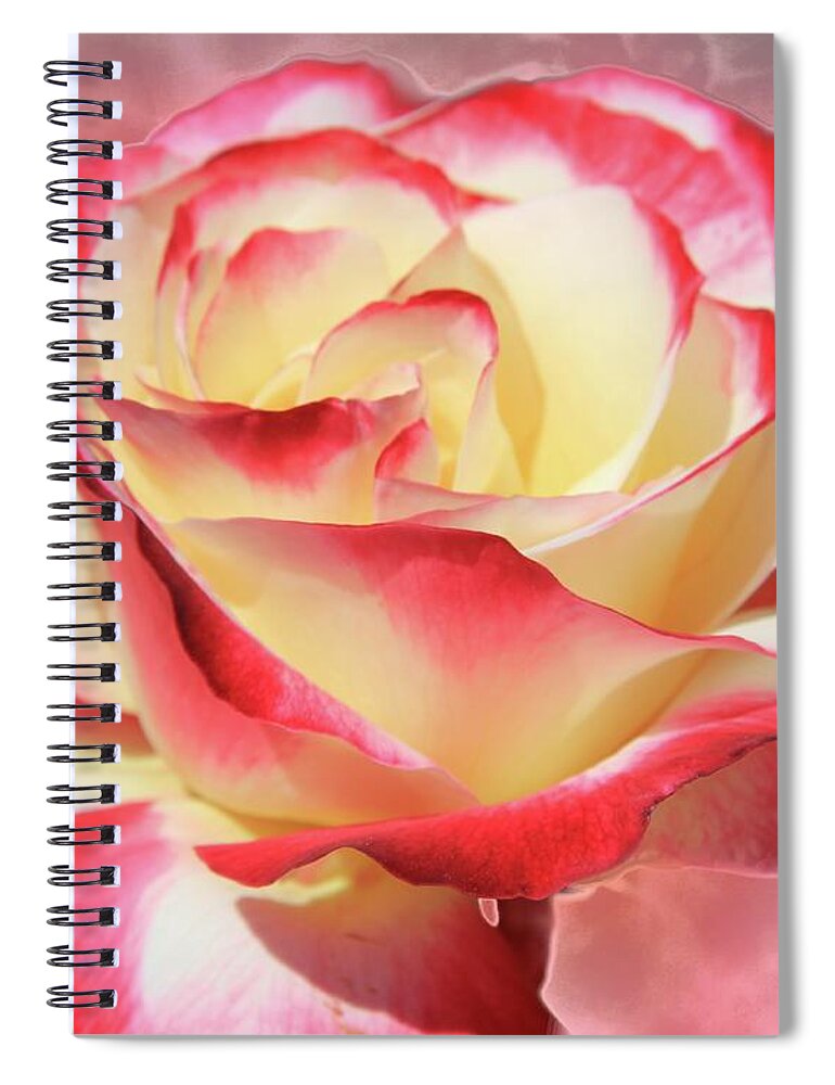  Pink Rose Spiral Notebook featuring the photograph Pink Rose by Athala Bruckner