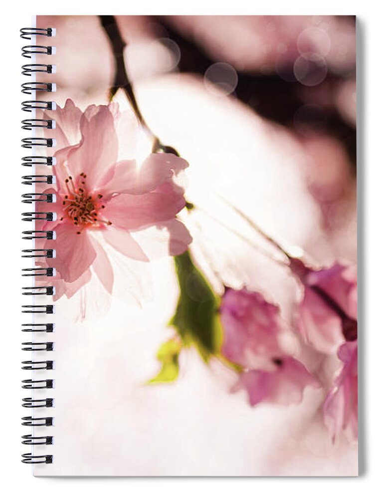 Pink Spiral Notebook featuring the photograph Pink Tree Blossoms by Jeanette Fellows