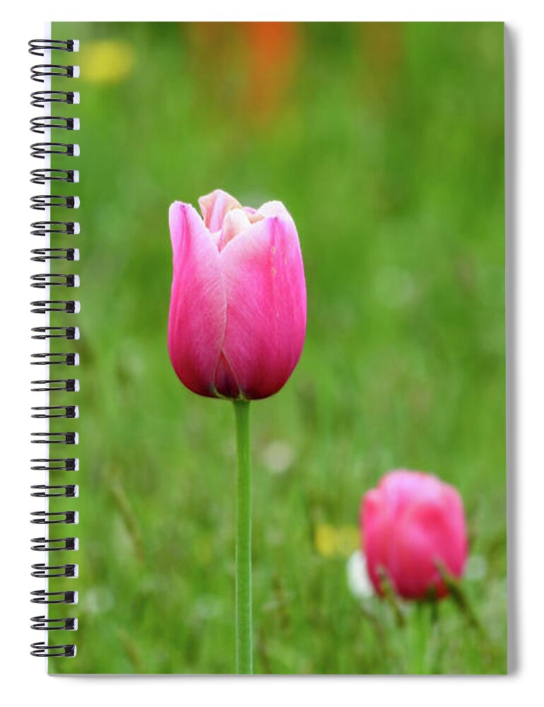 Tulip Spiral Notebook featuring the photograph Pink Tulip by Andrew Lalchan