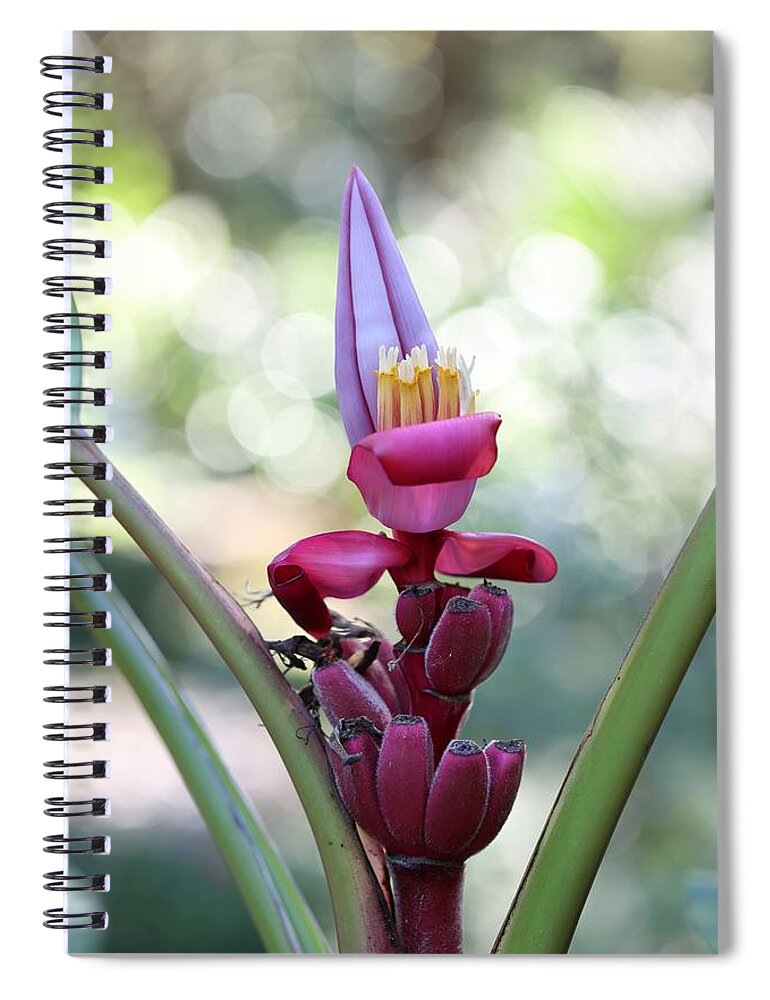 Pink Velvet Banana Spiral Notebook featuring the photograph Pink Velvet Banana Flower by Mingming Jiang