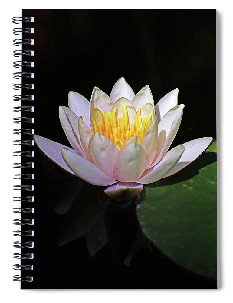 Lilies Spiral Notebook featuring the photograph Pink Water Lily by Debbie Oppermann