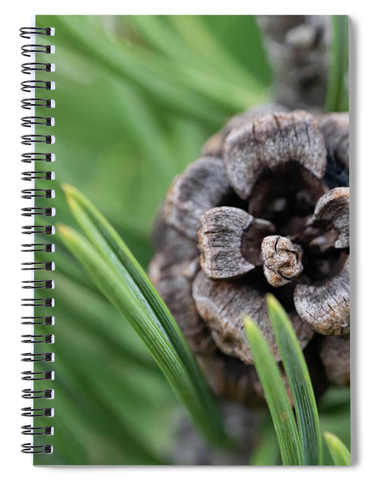  Spiral Notebook featuring the photograph Pinyon Pinecone lf by Bonny Puckett