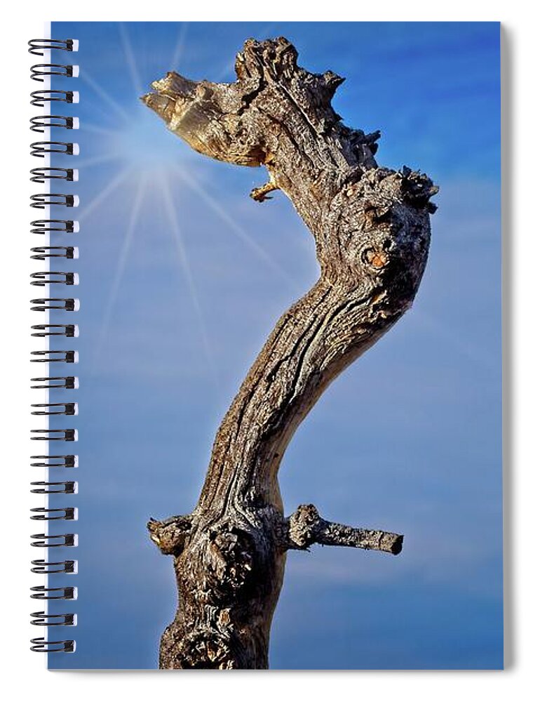 Growth Spiral Notebook featuring the photograph Pinyon Trunk Against A Blue Sky by David Desautel