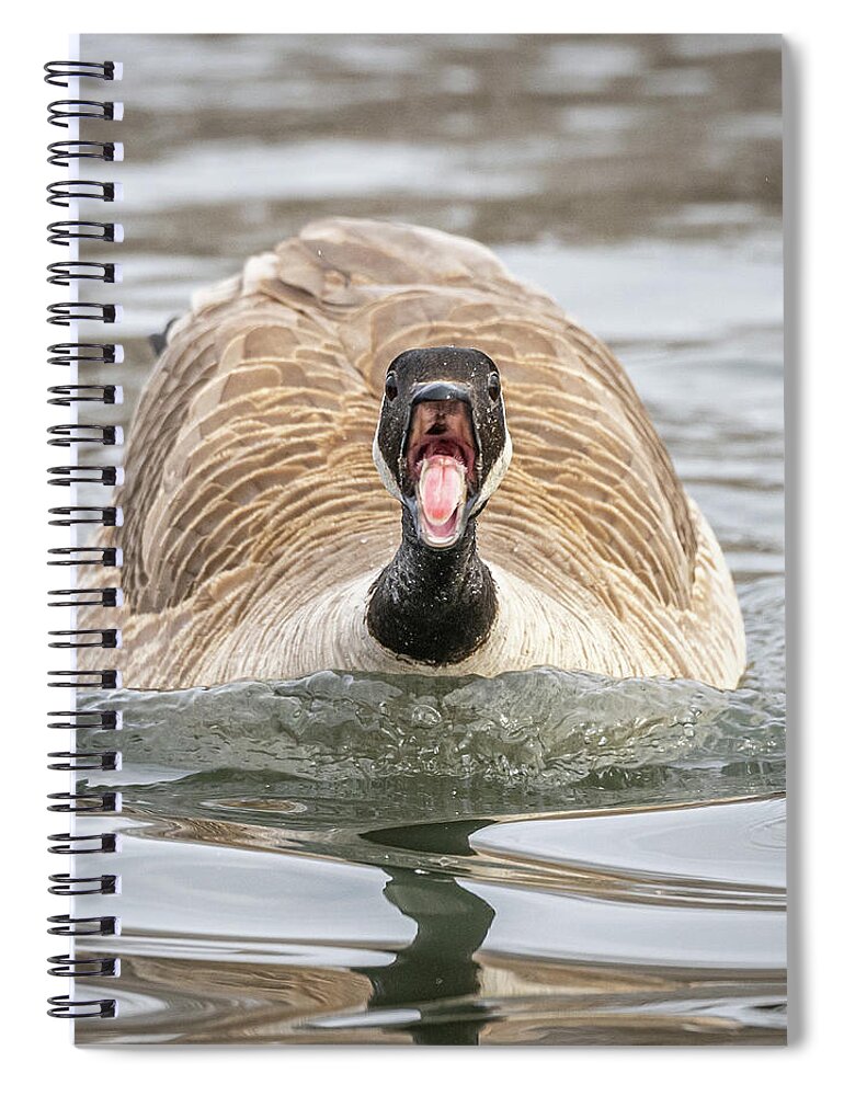 Animal Spiral Notebook featuring the photograph Pissed Goose by Paul Freidlund