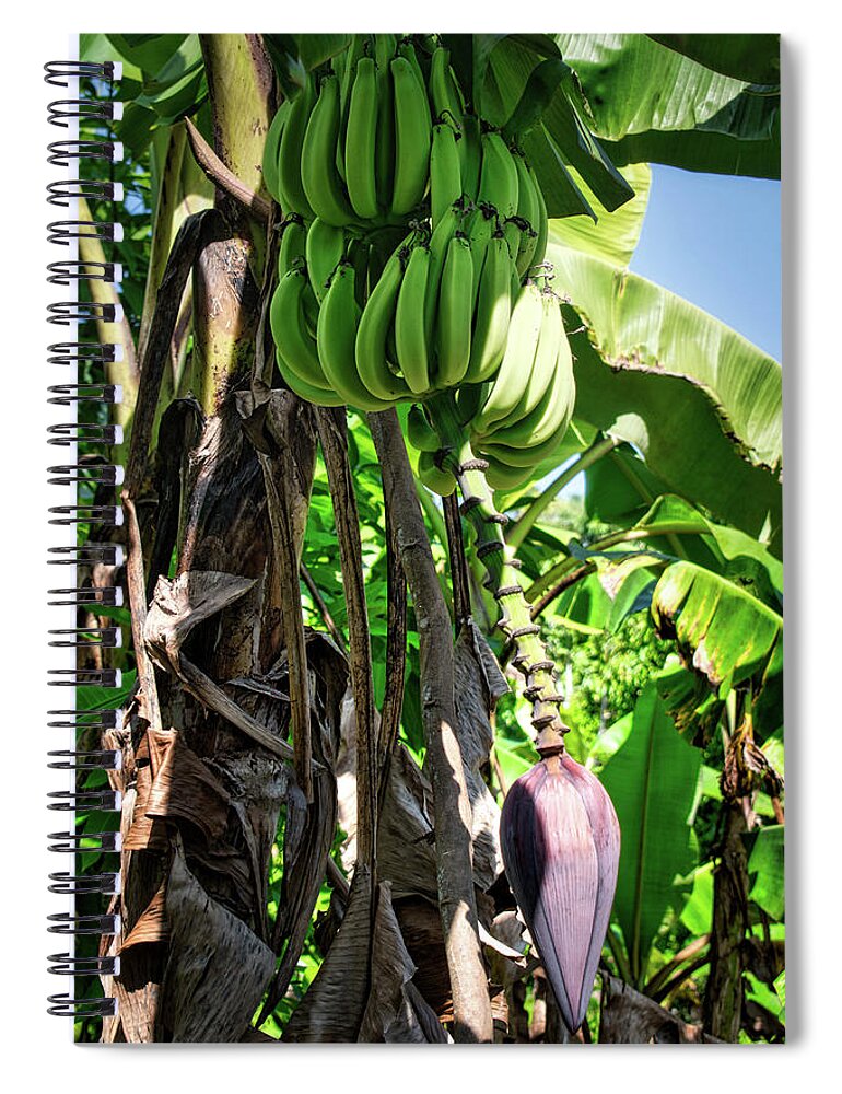 Plantain Spiral Notebook featuring the photograph Plantains by Portia Olaughlin