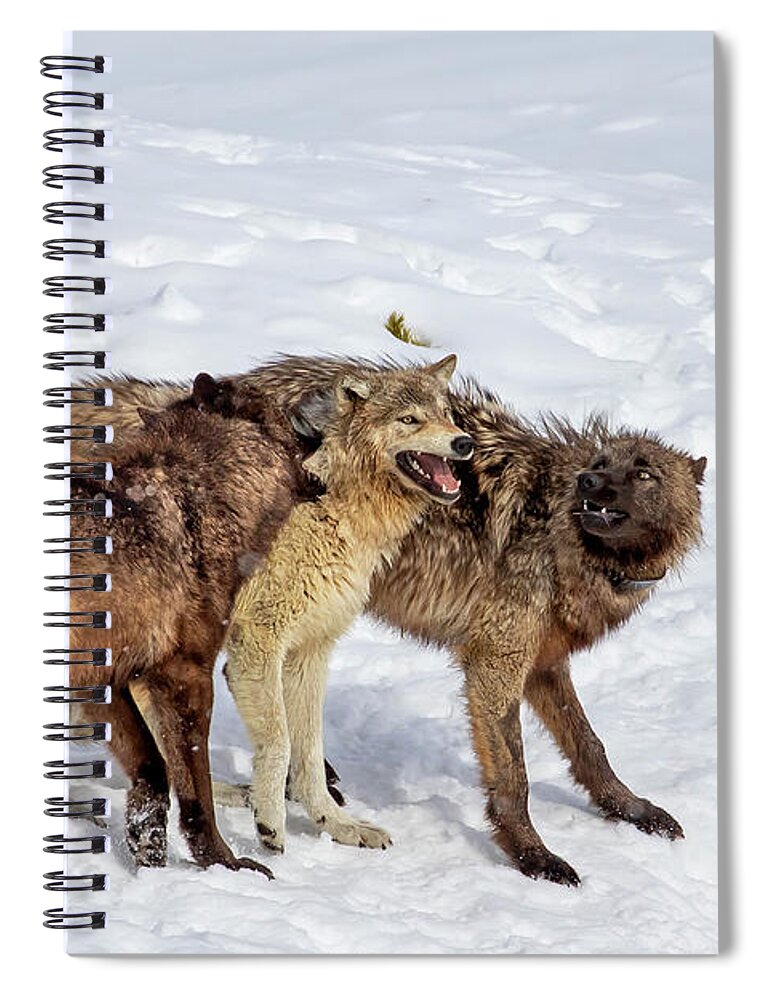 Wolf Spiral Notebook featuring the photograph Playful Wapiti Wolves by Mark Miller