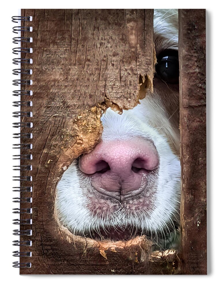 Puppies Spiral Notebook featuring the photograph Please Don't Leave Me by Karen Wiles