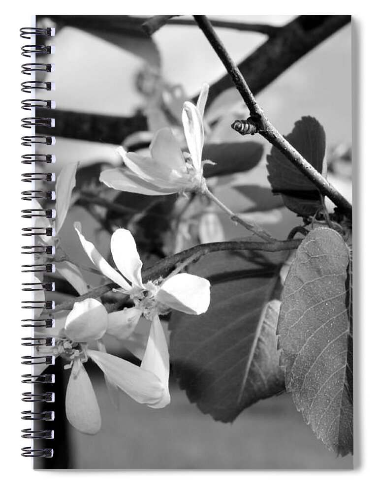 B&w Spiral Notebook featuring the photograph Plum Blossom in Black and White by Jean Evans