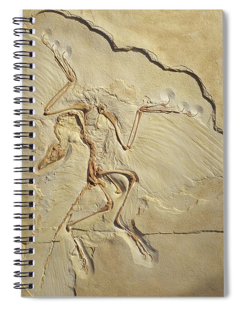 Feathered Dinosaur Spiral Notebook featuring the photograph Plumage is not ramage by Karine GADRE