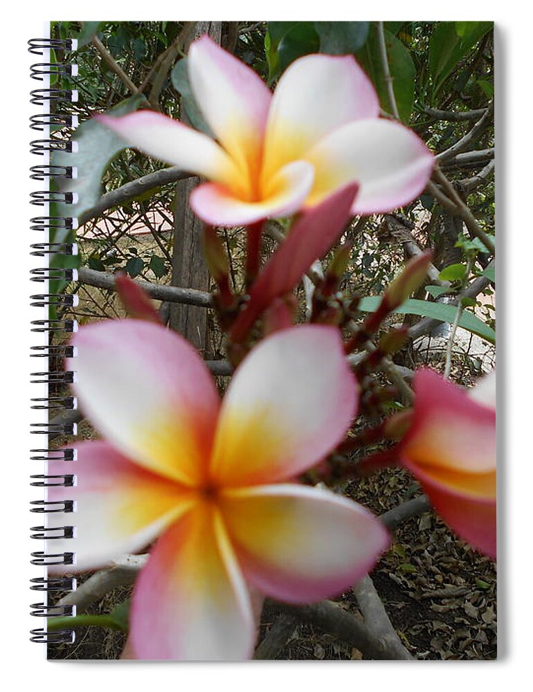 Plumeria Spiral Notebook featuring the photograph Plumerias by Nancy Graham