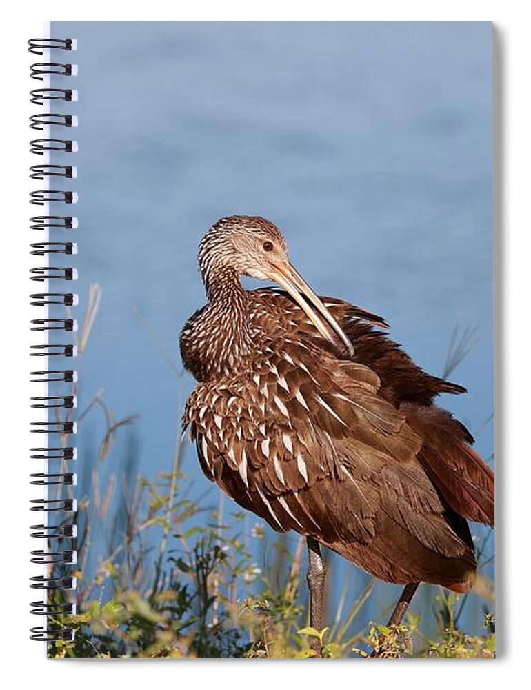 Limpkins Spiral Notebook featuring the photograph Pluming Limpkin by Mingming Jiang