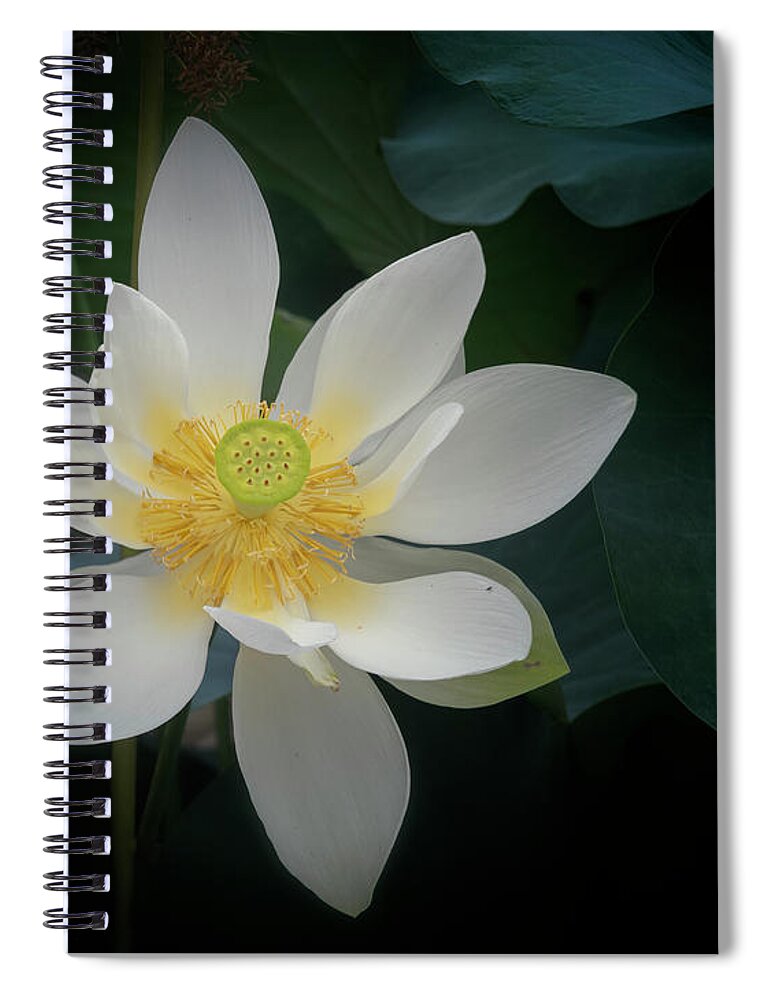 Floral Spiral Notebook featuring the photograph Poised for perfection. by Usha Peddamatham