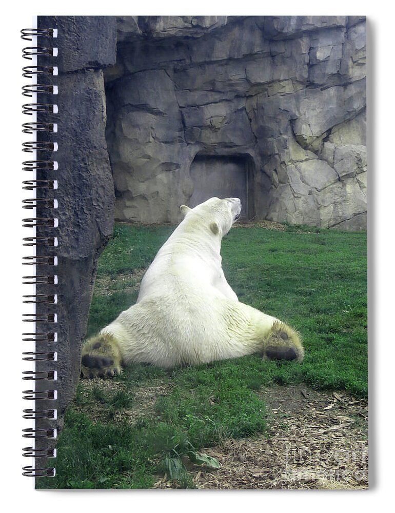 Canada Spiral Notebook featuring the photograph Polar Bear Splits by Mary Mikawoz