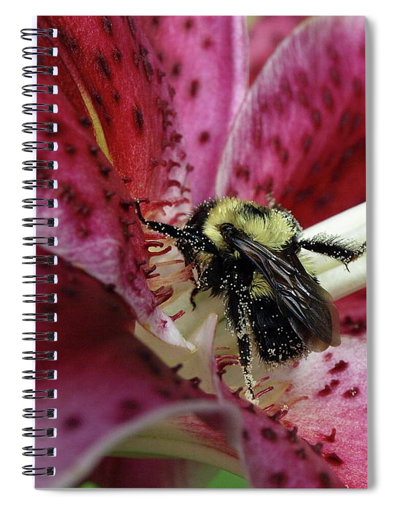 Bumblebee Spiral Notebook featuring the photograph Pollenated Bumble by Jeffrey Peterson