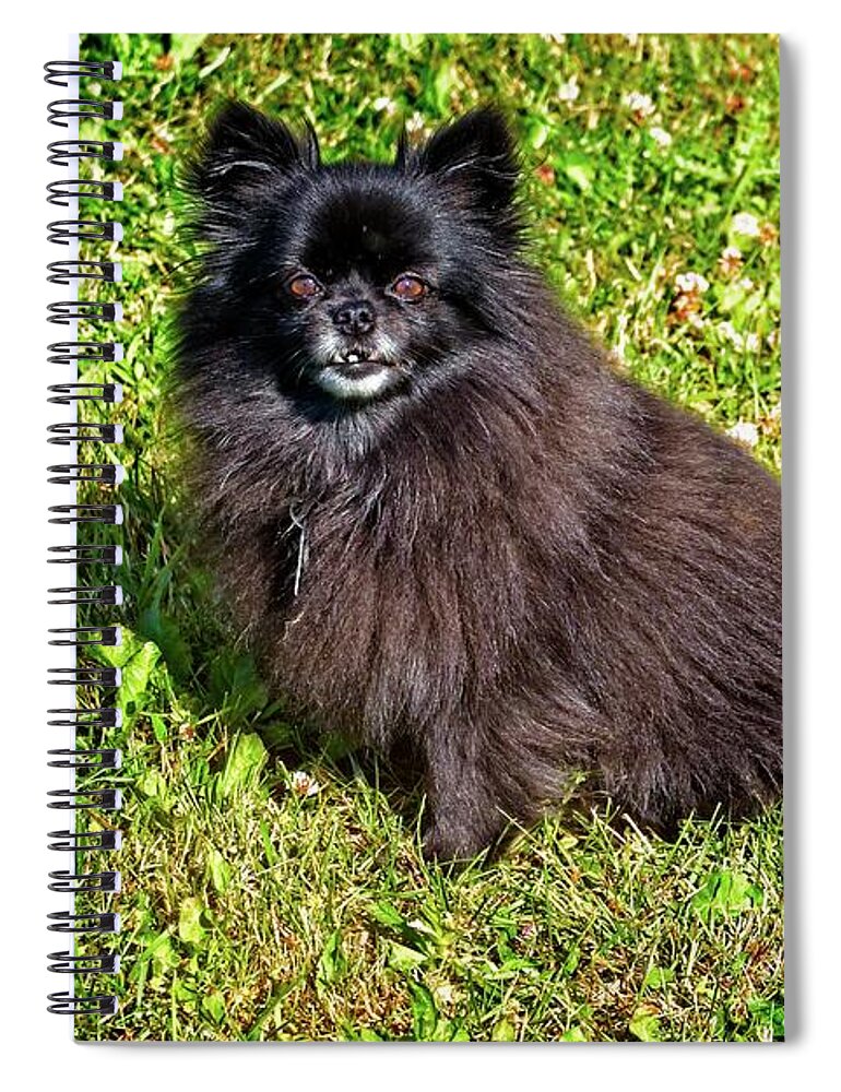 Dog Spiral Notebook featuring the photograph Pom Getting Old by David Desautel