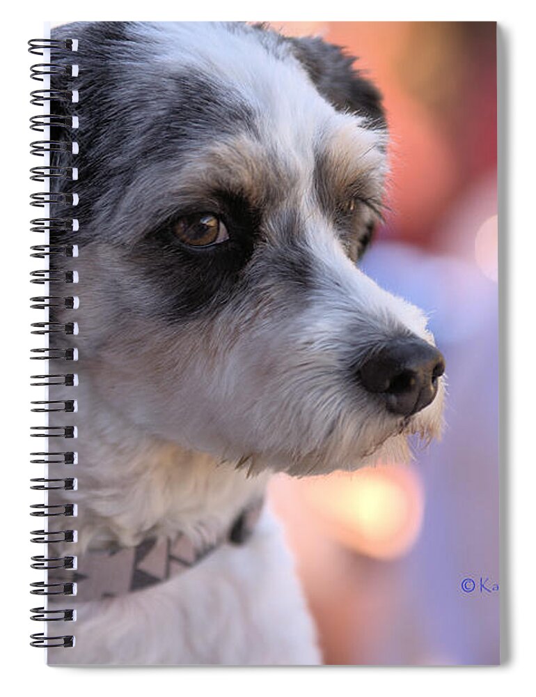 Dog Spiral Notebook featuring the photograph Poochapoodle by Kae Cheatham