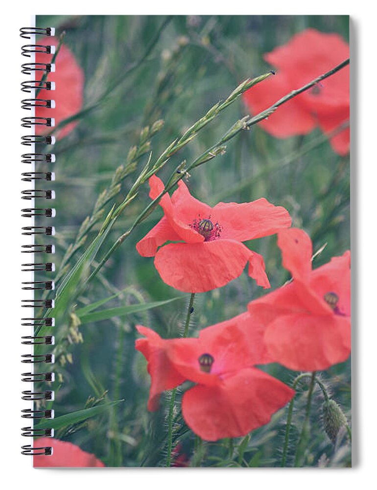Poppies Spiral Notebook featuring the photograph Poppies in a field by Andrew Lalchan