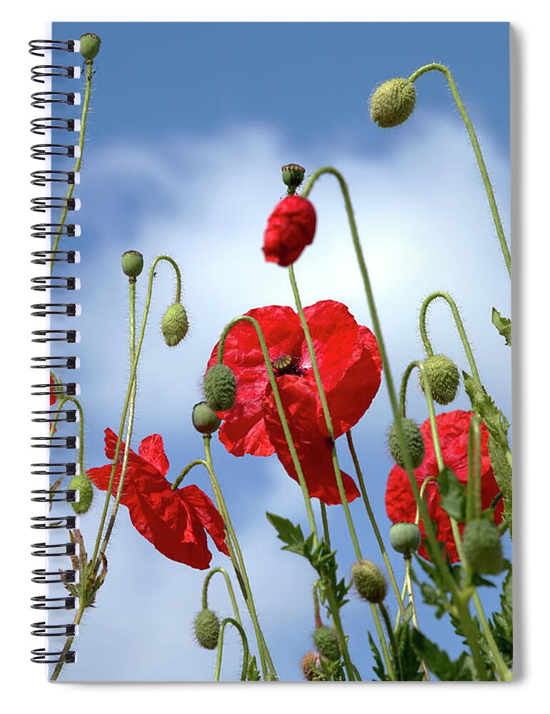 Poppies Spiral Notebook featuring the photograph Poppy Art by Baggieoldboy
