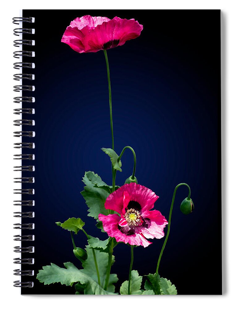 Poppy Spiral Notebook featuring the photograph Poppy Love by Maggie Terlecki
