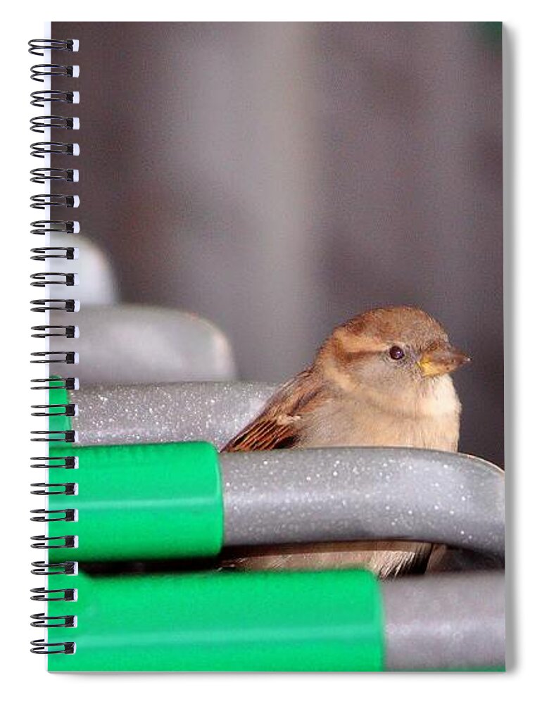 Birds Spiral Notebook featuring the photograph Popup Shopper by Kimberly Furey